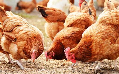 Certificate in Poultry Management
