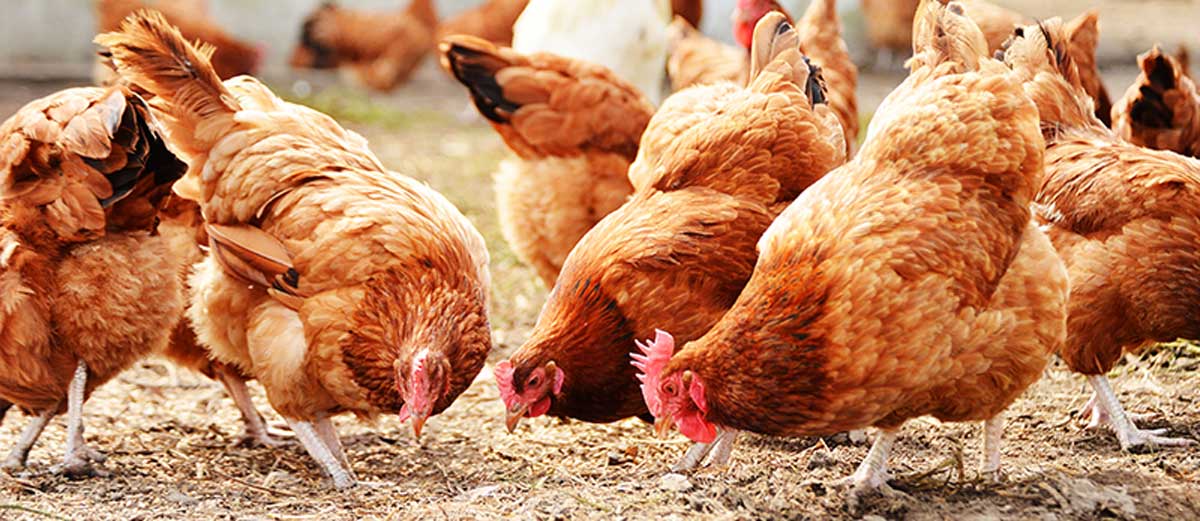 Agriculture_-8-steps-to-starting-a-successful-poultry-chicken-farming-business