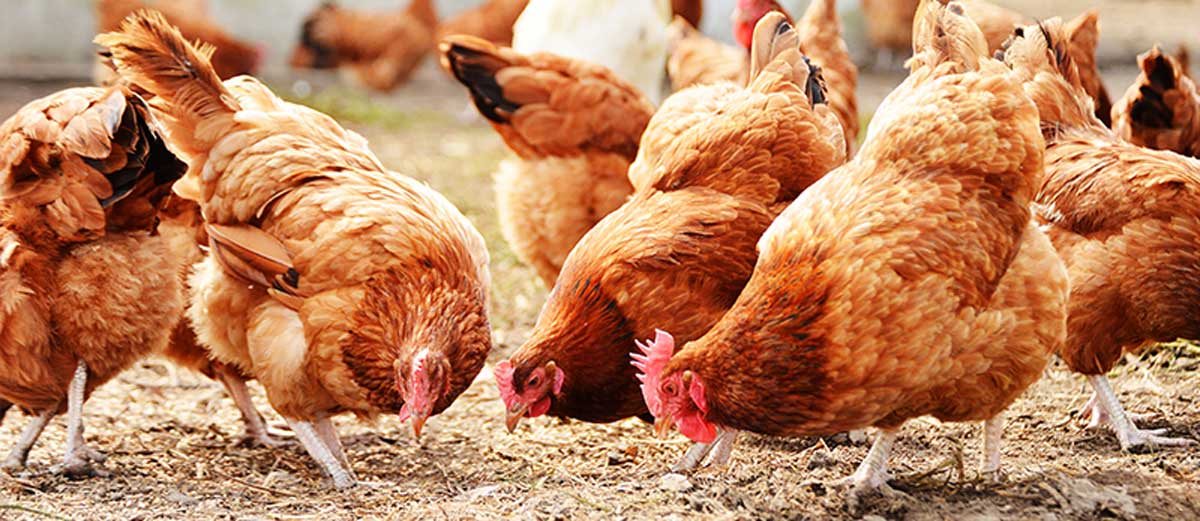 Certificate in Poultry Management