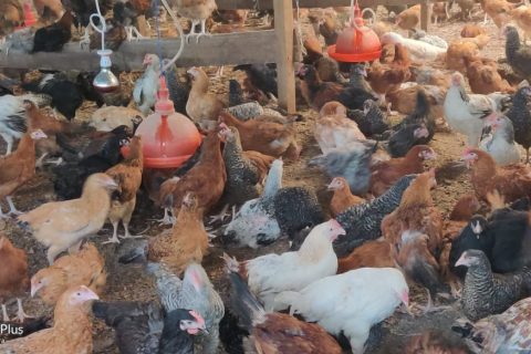 AMTI Poultry Project – 3